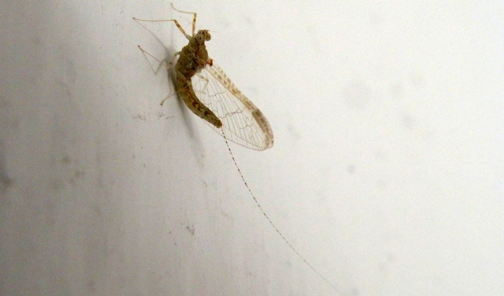 Cloeon cognatum femmina, direi...